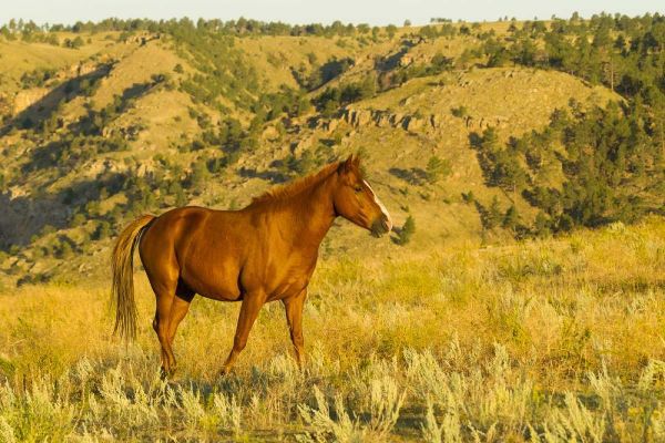 South Dakota, Wild Horse Sanctuary Wild horse